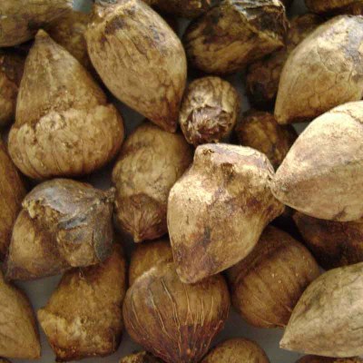 semilla ciricote